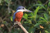 Ringed Kingfisher